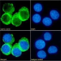 CD74 Rabbit anti-Human, Mouse, Rat, Clone: LN-2, Novus Biologicals:Antibodies:Primary